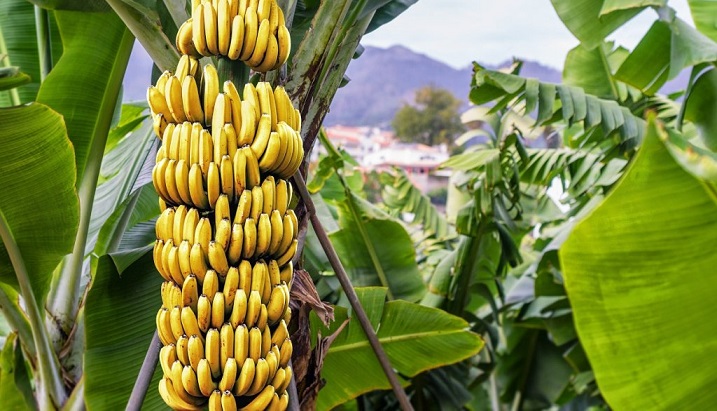 O mundo está em falta de bananas