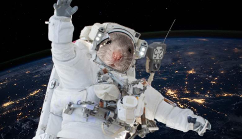 Os ratos da ISS aprenderam a voar em círculos
