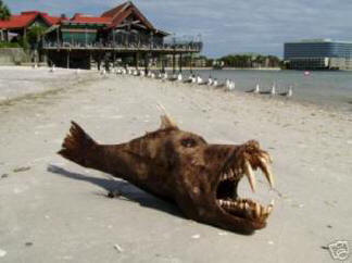 Monstro do mar ... ou não?