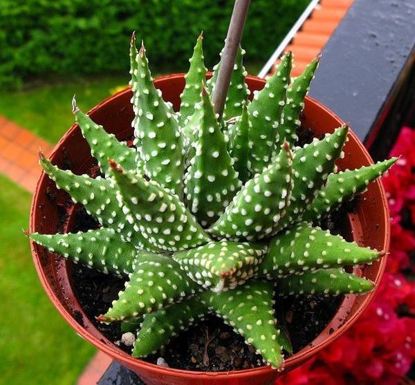 cacto  