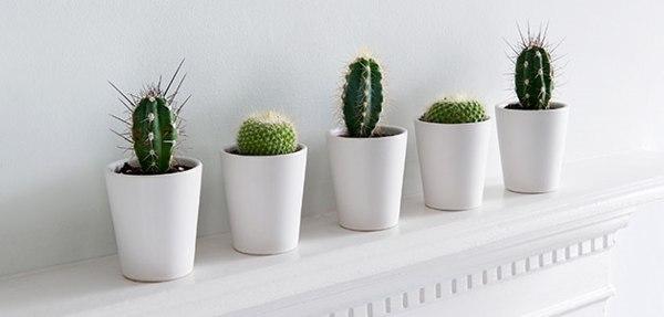 tipos de cactos 