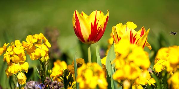 tipos de sinais de flores amarelas 