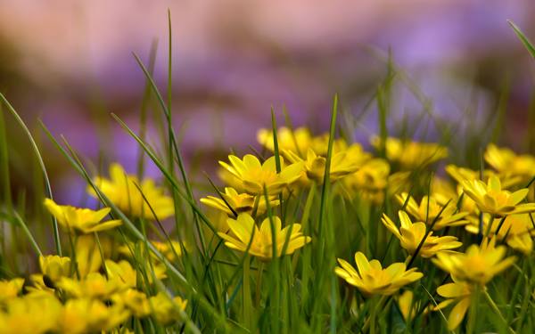 lindas flores amarelas 
