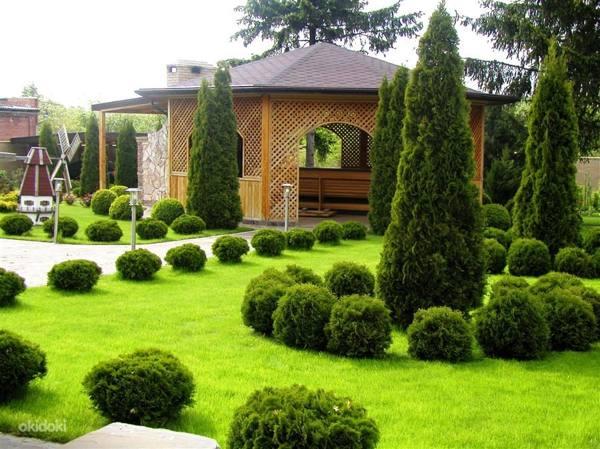 É possível plantar em casa ou em um terreno de thuyu - sinais e superstições 