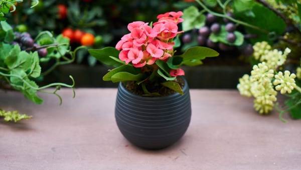 é possível dar flores em vasos para presságios de aniversário 