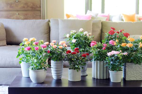 é possível dar flores em vasos presságios 