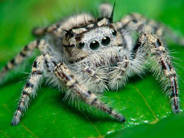 aranha 
