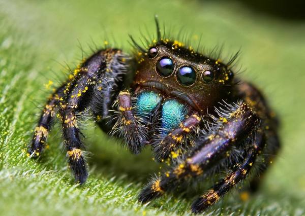 aranha 