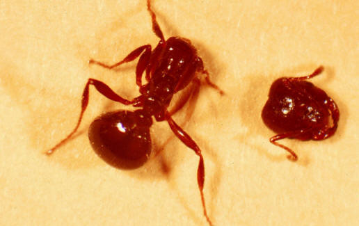 A mosca rouba a formiga da cabeça