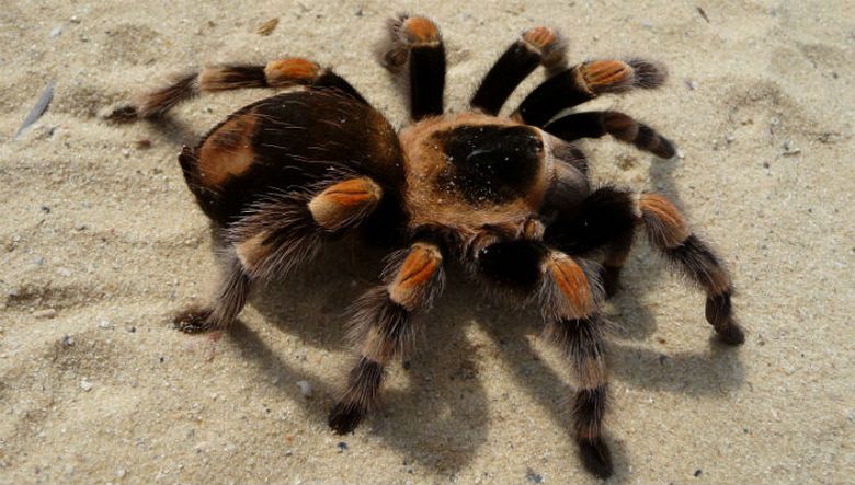Um homem comprou um saco de figos secos contendo uma aranha venenosa.