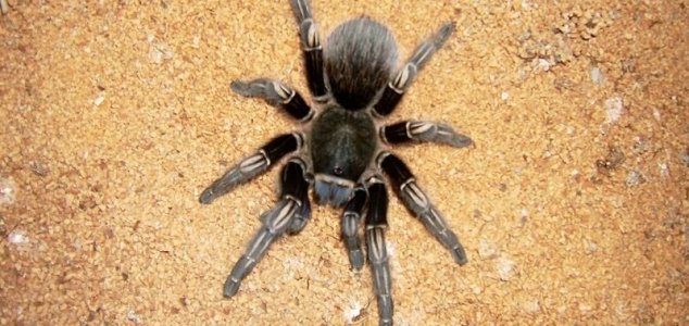 O homem recebeu uma aranha gigante pelo correio