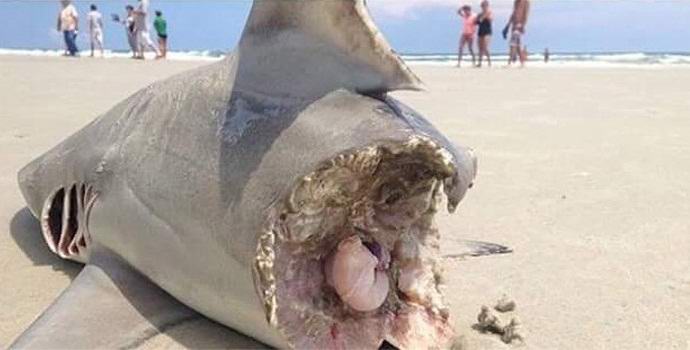 Um tubarão meio comido encontrado em uma praia americana