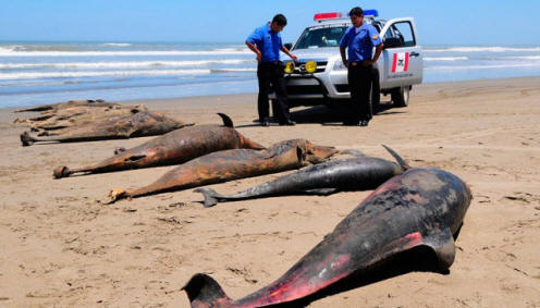 Um número recorde de golfinhos saltou para a costa atlântica dos EUA