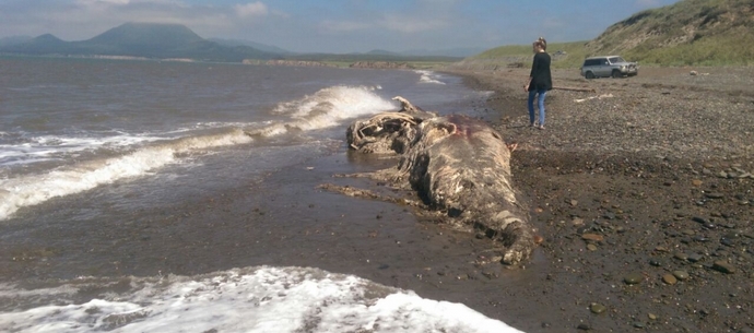 Na costa de Sakhalin, as ondas jogaram o corpo de um dinossauro