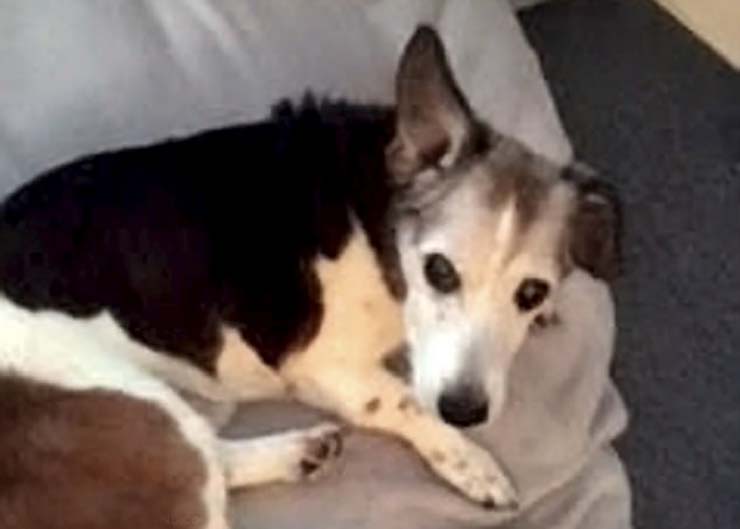 Na foto da lua cheia, uma mulher viu o rosto de seu amado cachorro