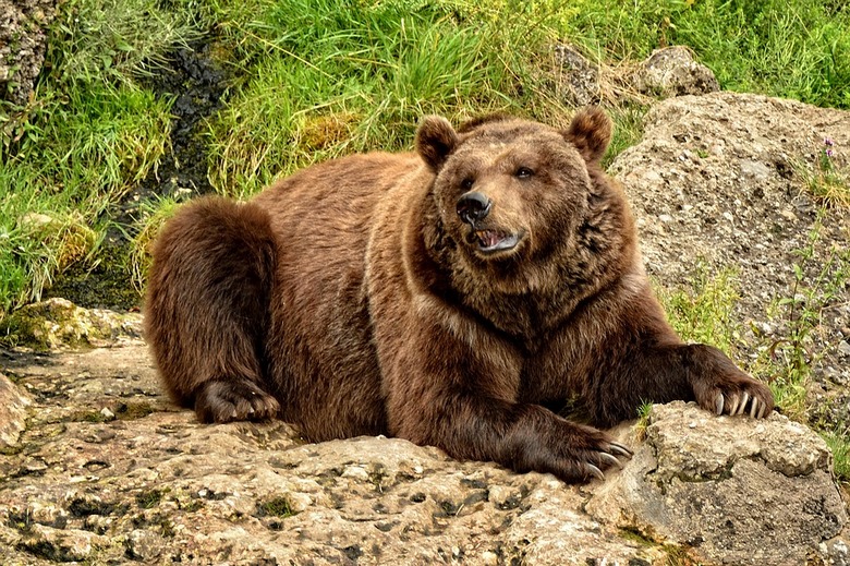 Em Kamchatka, um urso roubou uma geladeira com comida de caçadores