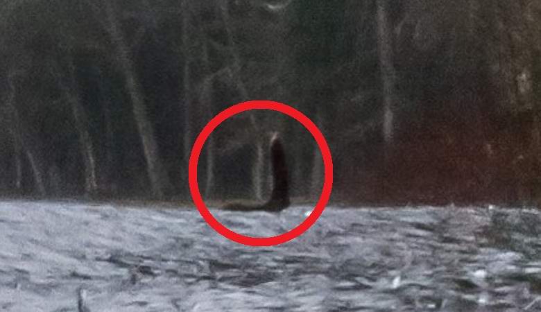 Nos panoramas do Google encontrou um tiro claro de Nessie