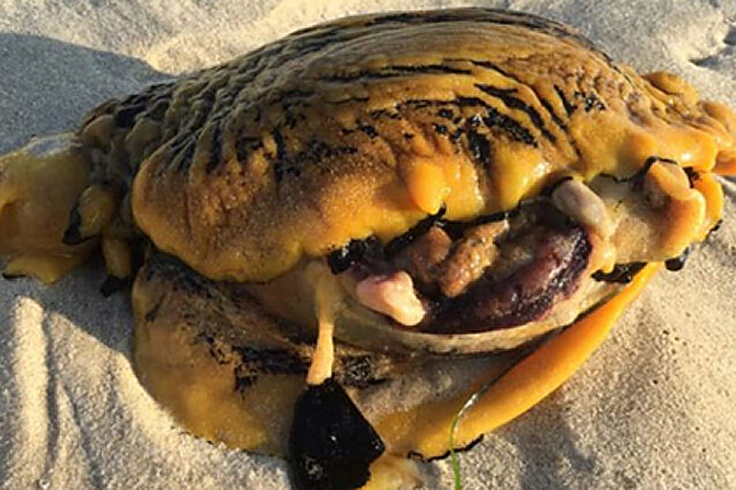 Na praia na Austrália descobriu um misterioso