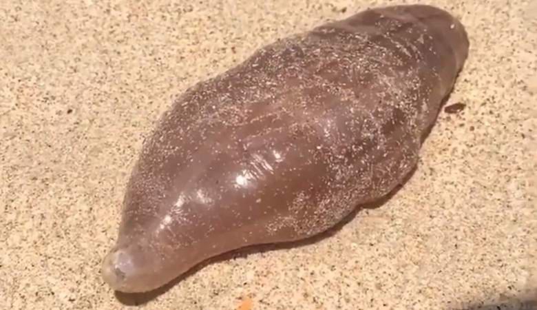 Uma criatura misteriosa lavada em uma praia tailandesa