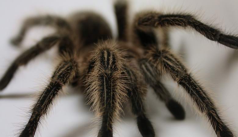 O vídeo atingiu a aranha deleitando-se no gambá