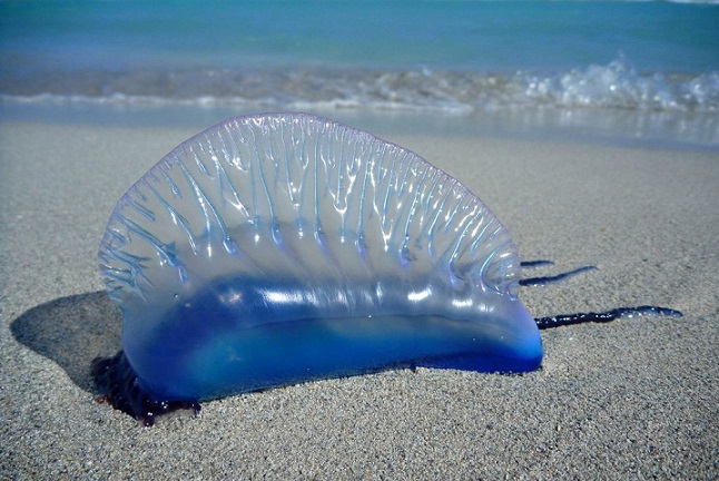 Encontrado na praia