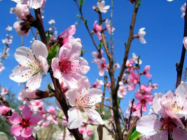 Presságios populares para 1º de abril - Primavera de Darya 