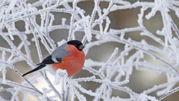 5 de dezembro presságios populares 