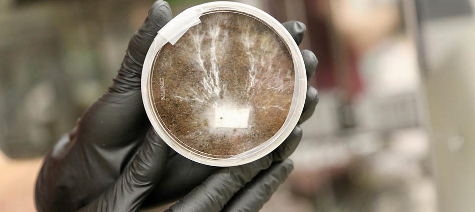 A NASA planeja 'cultivar' bases em Marte e na Lua a partir de um material incrível: cogumelos 