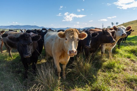 Nosso planeta será destruído ... carne e leite