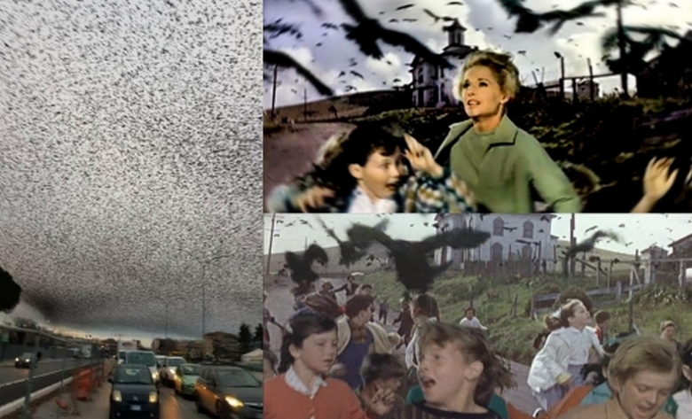 Milhões de pássaros aterrorizados cobriram o céu sobre Roma
