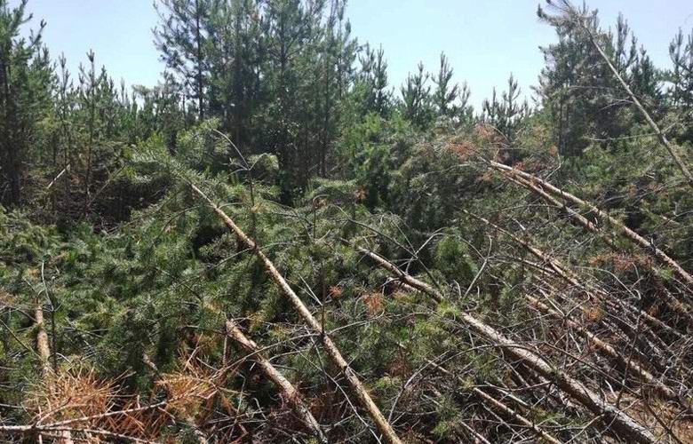Uma força desconhecida dobrou centenas de árvores sob Syzran