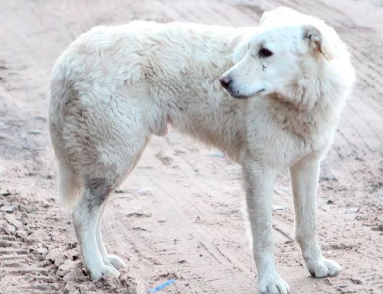 Amizade incomum e assistência mútua de animais de estimação