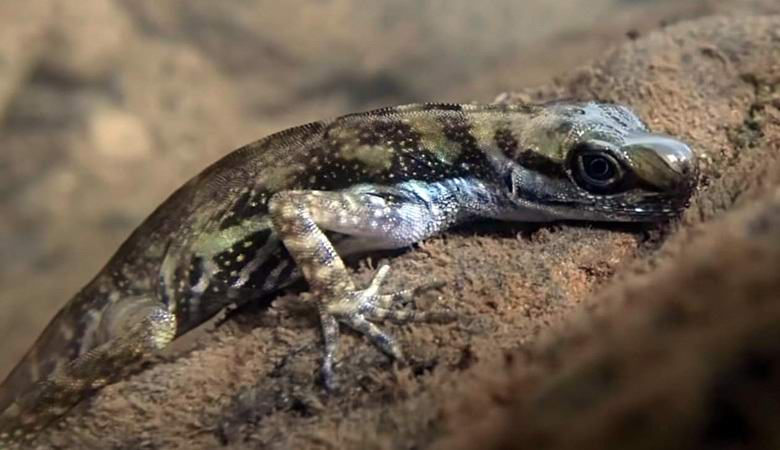 Um lagarto terrestre incomum aprendeu a respirar debaixo d'água