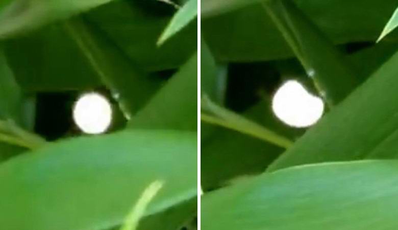 Uma bola luminosa incompreensível voa entre a vegetação