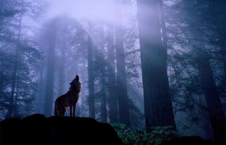Um animal incompreensível atacou um homem com um cachorro na floresta