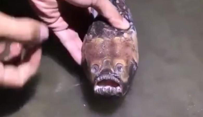 Peixe estranho capturado na China