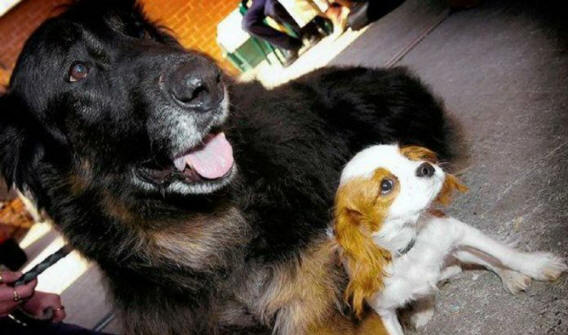 animais 131 Alguma evidência óbvia de que os animais têm alma