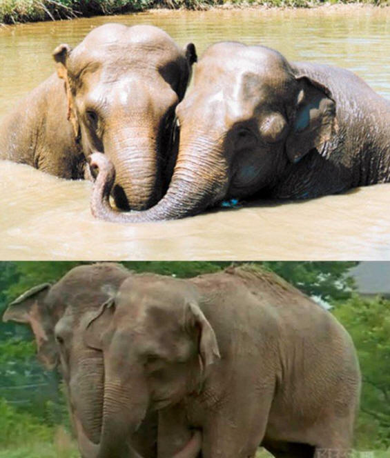 animais 141 Alguma evidência óbvia de que os animais têm uma alma.