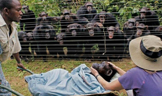 animais 31 Alguma evidência óbvia de que os animais têm alma