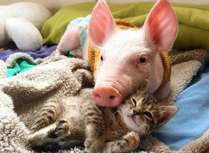 Um novo milagre: uma comovente amizade de um gatinho e um porco