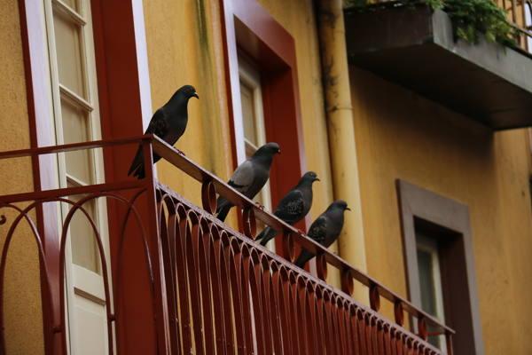 pombos sentados na varanda 