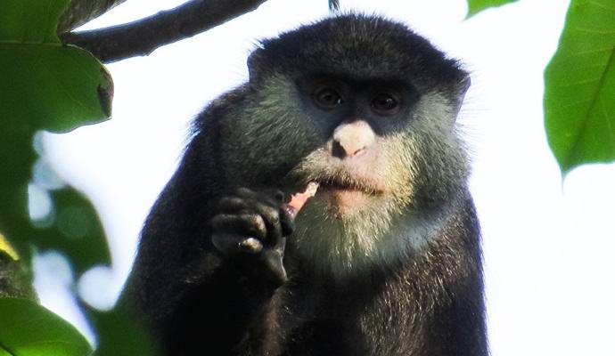 Macacos pegos comendo morcegos com pacientes com Ebola