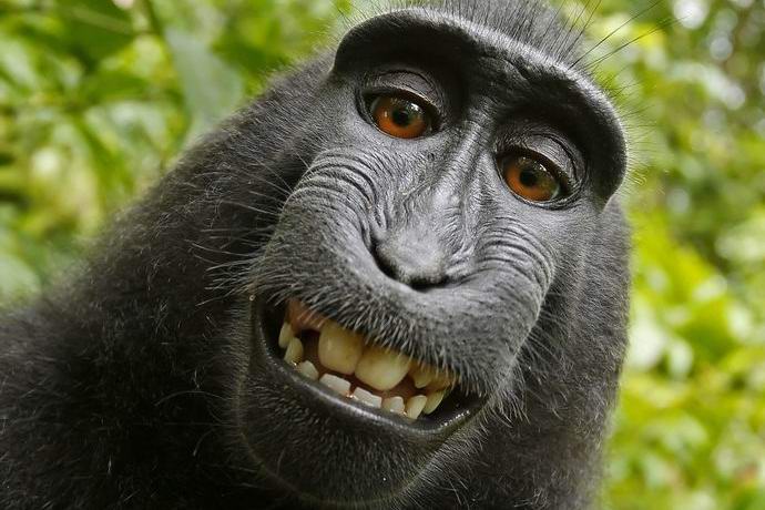 Macacos querem direitos autorais para selfies