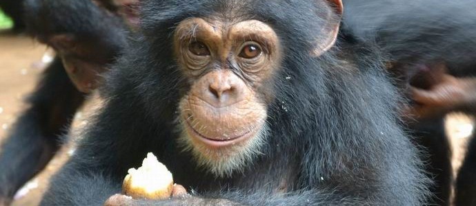Macacos preferem alimentos processados ​​termicamente