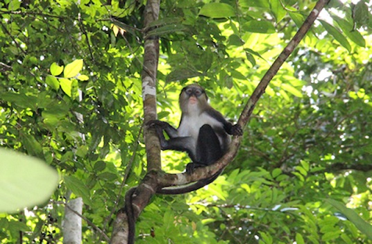 Os macacos vieram com uma linguagem de 6 palavras