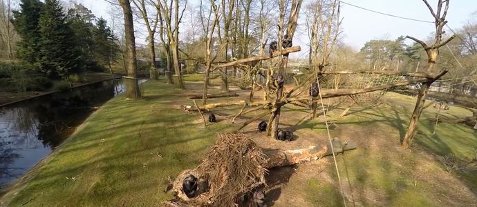 Macacos abateram e exploraram documentaristas multicopter