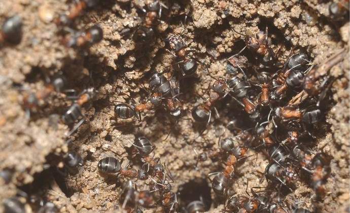 Formigas descobertas que não precisam de comida e luz