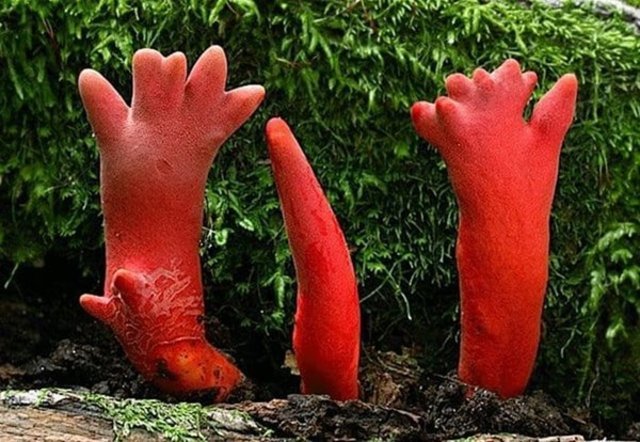 Cogumelos venenosos foram descobertos que nem sequer podem ser tocados.