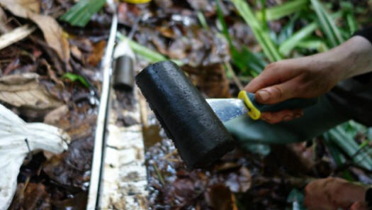 Encontrou um mundo perdido nos pântanos do Congo