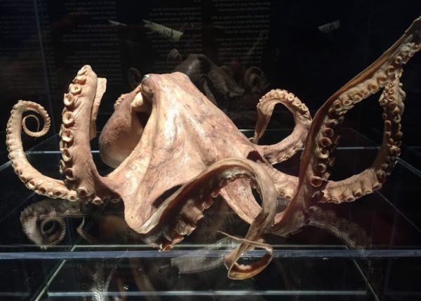 Uma das ideias de Darwin sobre a evolução foi confirmada 140 anos após sua morte 